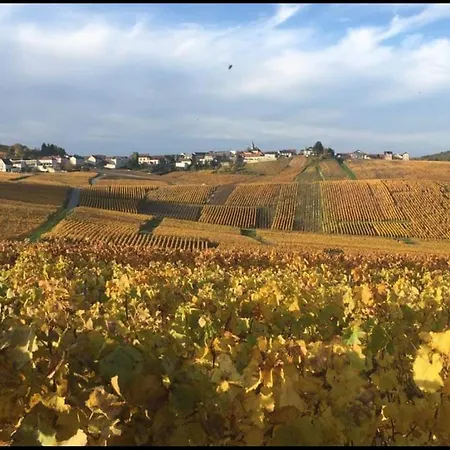 En Champagne Le Sarment Cramant