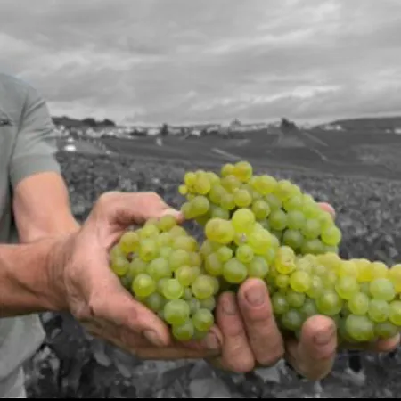 En Champagne Le Sarment